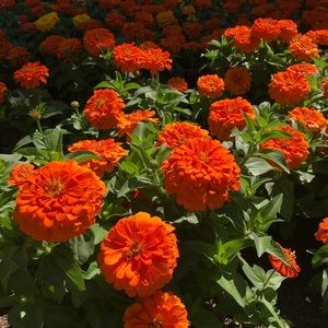 Meet your Posher, Justine